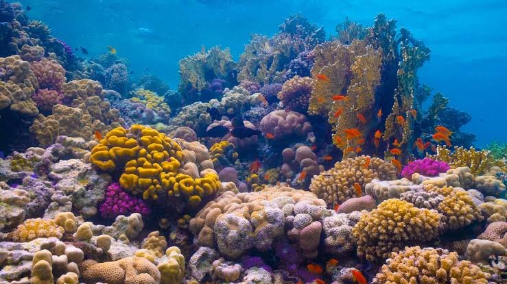 Scuba Diving Hurghada